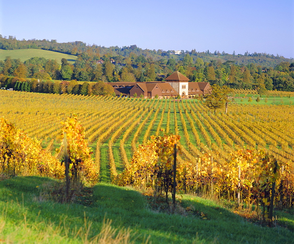 Vineyards, Dorking, Surrey, England