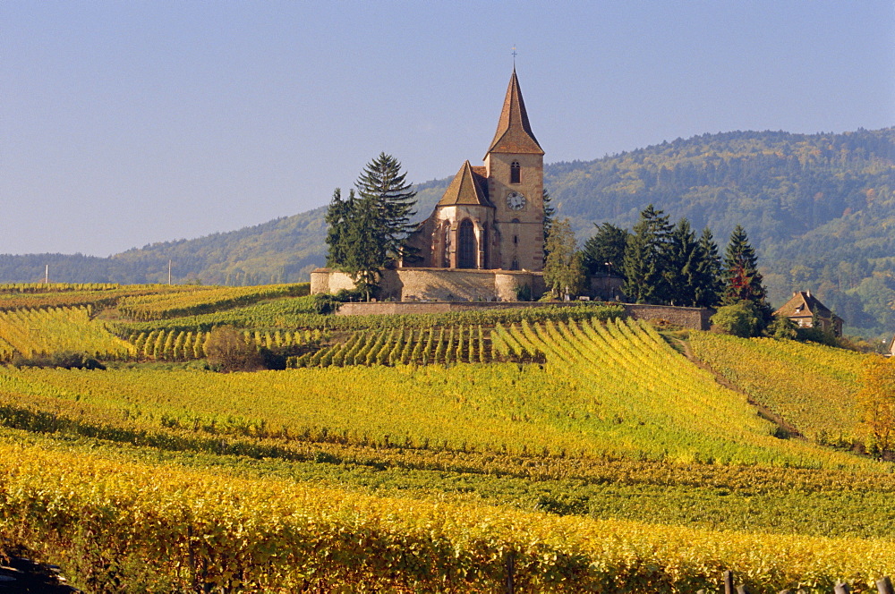 Church in vineyards, Hunawihr, Alsace, France, Europe