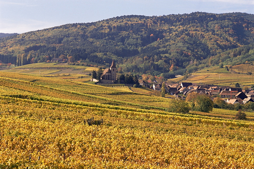 Vineyards, Hunawihr, Alsace, France, Europe