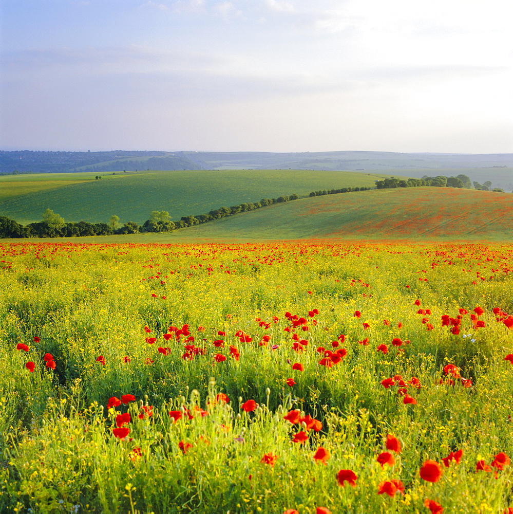 Poppies on the South Downs, Sussex, England