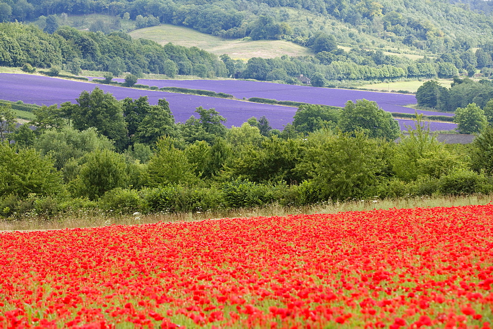 Lavender and poppies, Shoreham, near Sevenoaks, Kent, England, United Kingdom, Europe