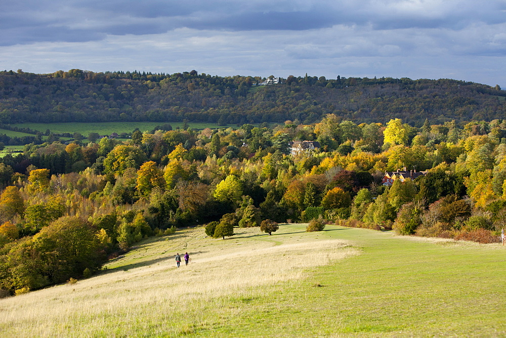 Autumn view north along the Burford Spur of Box Hill, Surrey HIlls, North Downs, Dorking, Surrey, England, United Kingdom, Europe