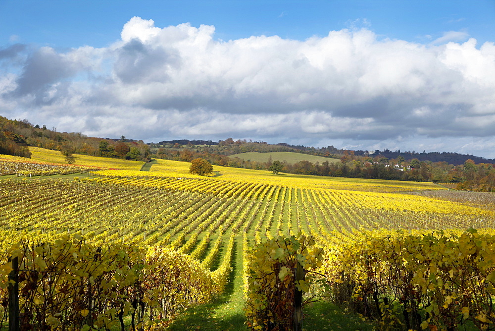 View over autumn vines at Denbies Vineyard, near Dorking, Surrey, England, United Kingdom, Europe