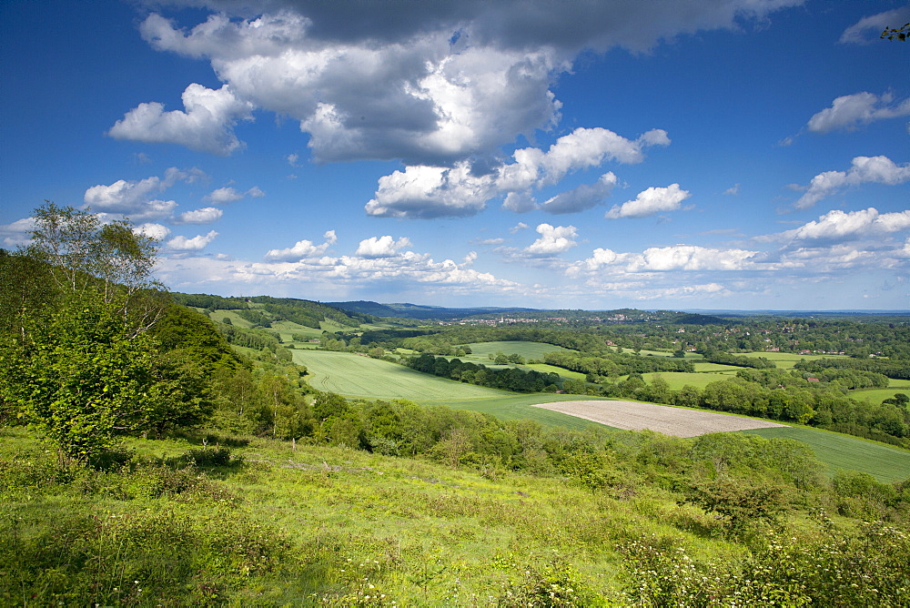 Summer view east along The Surrey Hills, from White Down, Dorking in the distance, North Downs, Surrey, England, United Kingdom, Europe