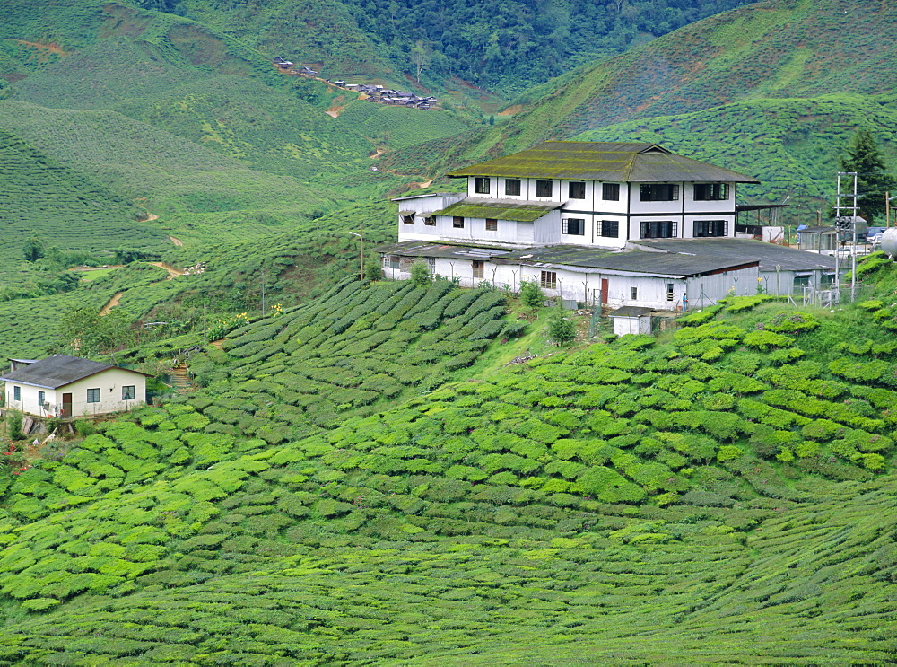 Tea plantations, Cameron Highlands, Malaysia, Asia