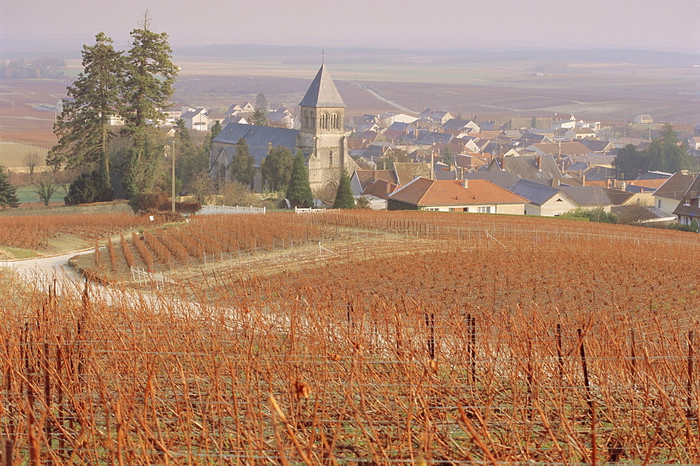 Vineyard, Le Mesnil sur Oger, France, Europe