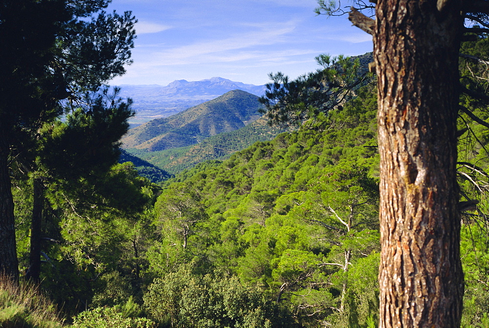 Sierra de Espuna, Murcia Province, Spain, Europe