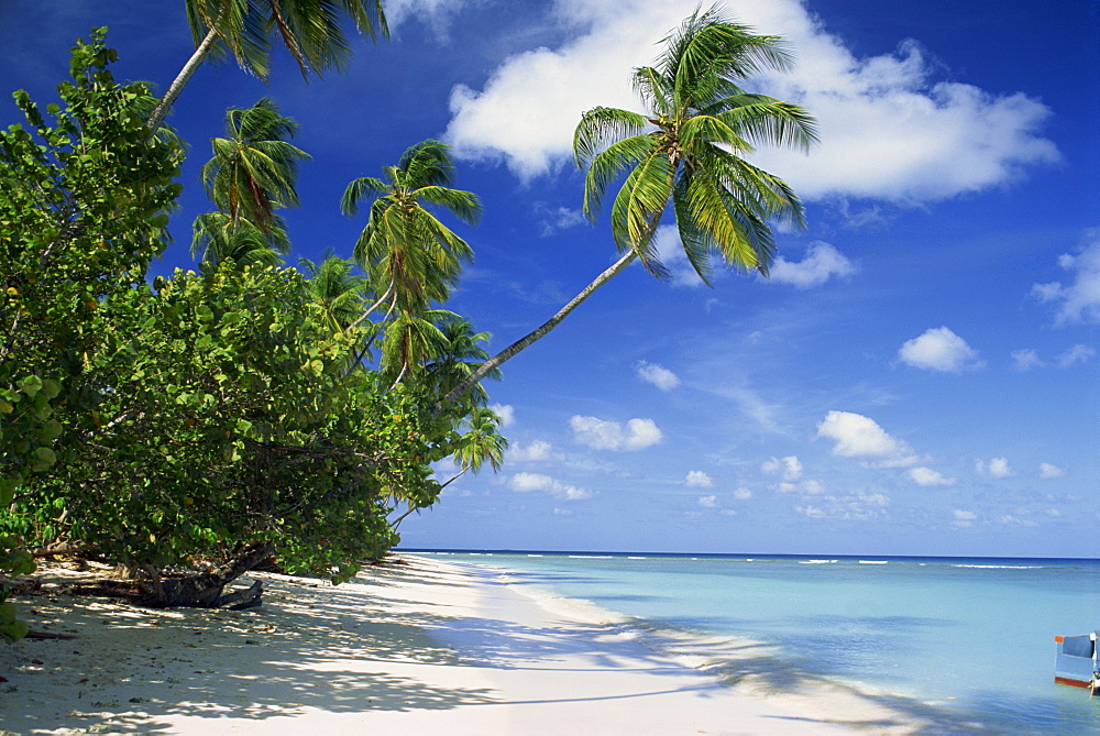 Palm tree on a tropical beach on the island of Tobago, West Indies, Caribbean, Central America