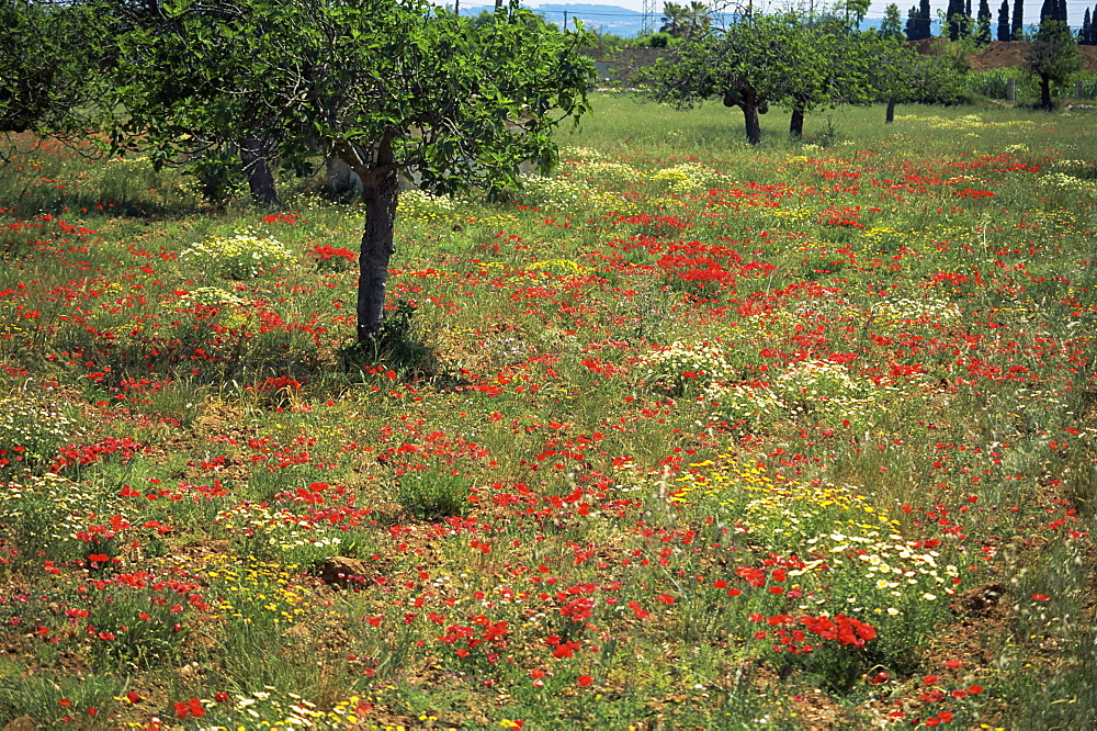 Poppies, Majorca, Balearic Islands, Spain, Europe