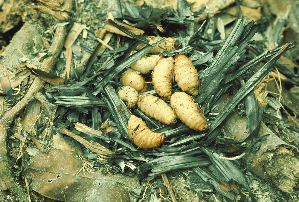 Sago grubs, to be eaten, Irian Jaya, Indonesia, Southeast Asia, Asia