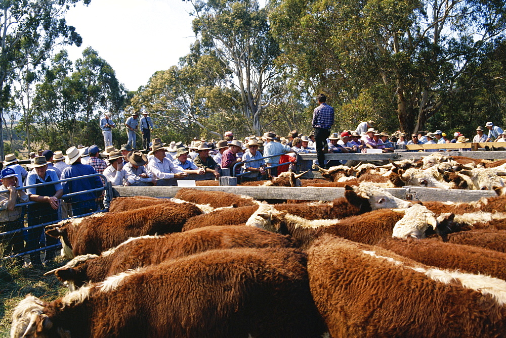 Cattle sale in Victorian Alps, Victoria, Australia, Pacific