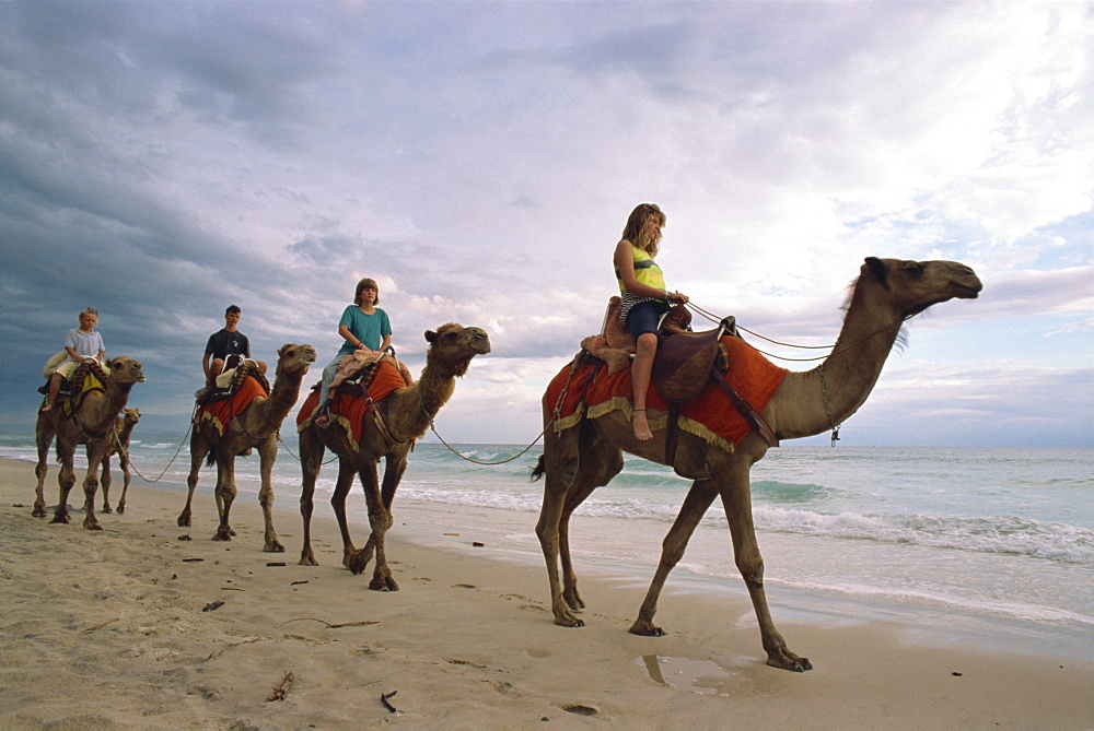 Tourists riding along a beach on camels in northern New South Wales, Australia, Pacific