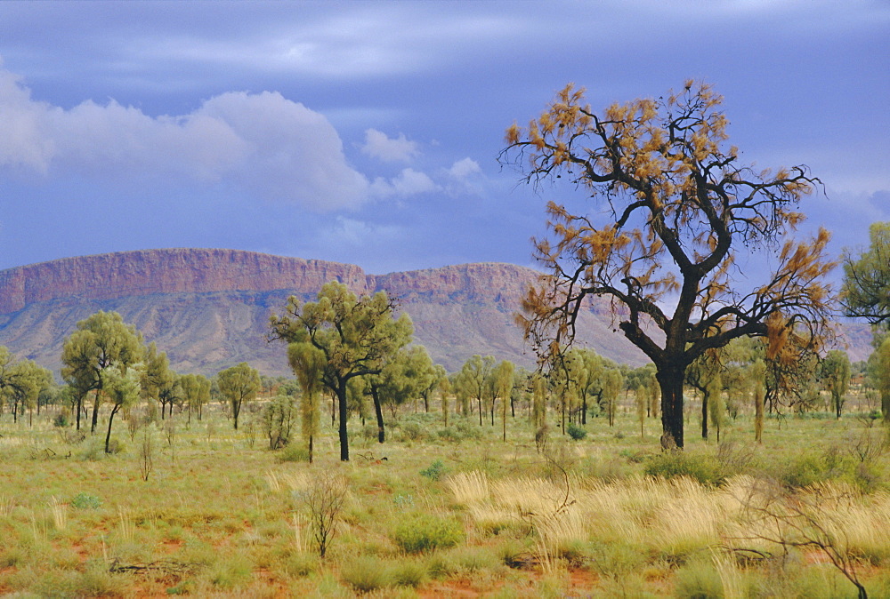 Landscape around Papunya, Northern Territory, Australia