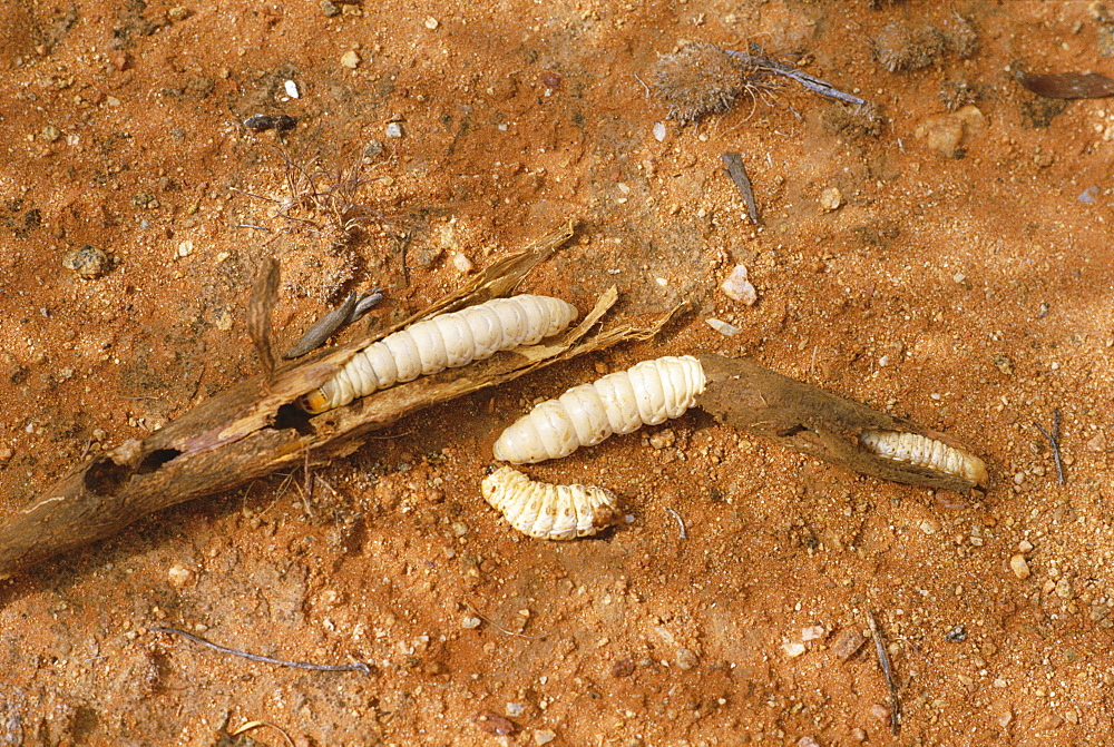 Wichetty grubs, eaten by Aborigines, Northern Territory, Australia, Pacific