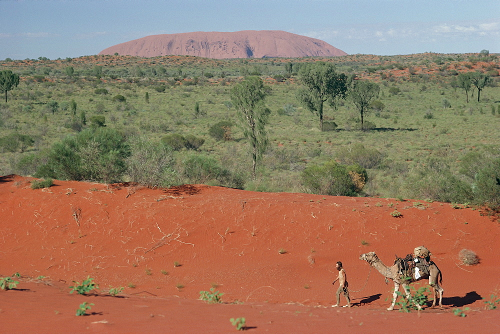 Camels in Central Desert, Australia, Pacific