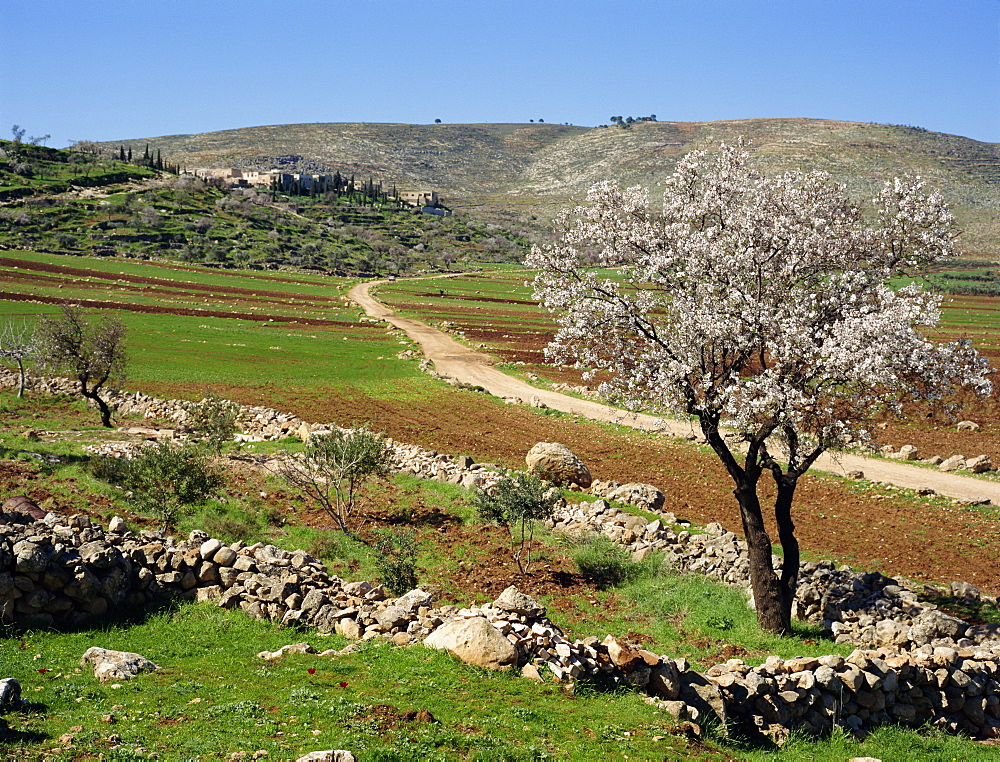 Almond tree on small plot of land, near Mount Hebron, Israel, Middle East