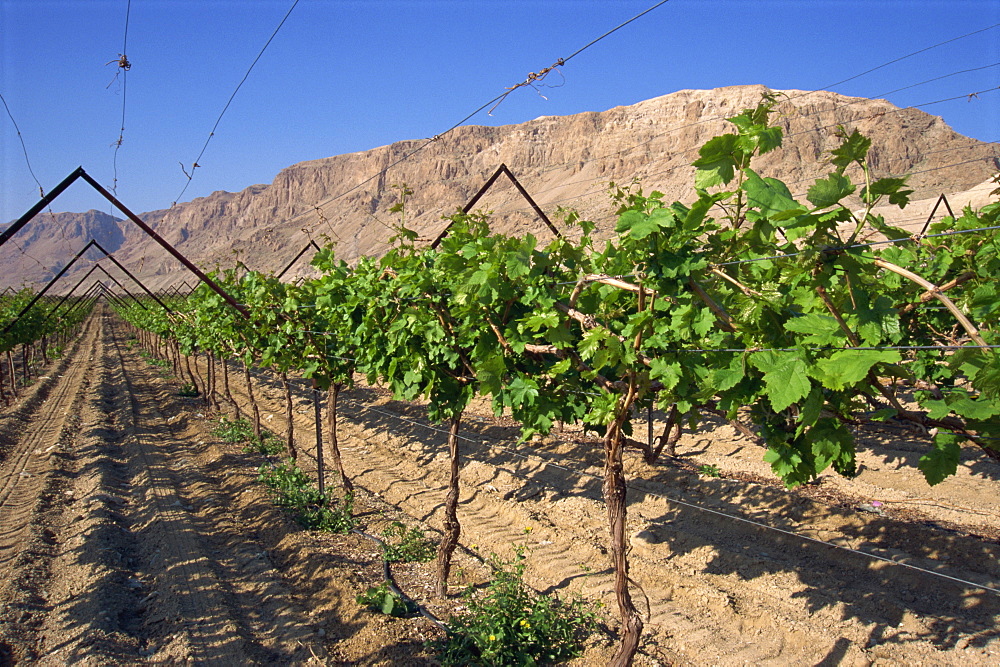 Row of vines in vineyard at Qumran, Judean Desert, Israel, Middle East