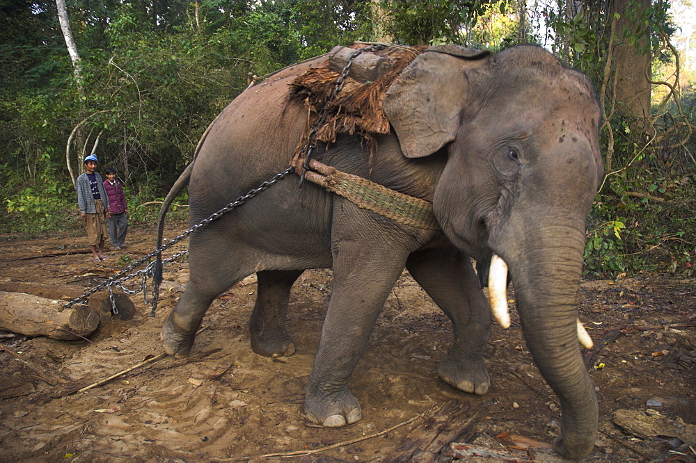 Elephant at work towing two teak logs in forest, near Lebin, Shan State, Myanmar (Burma), Asia