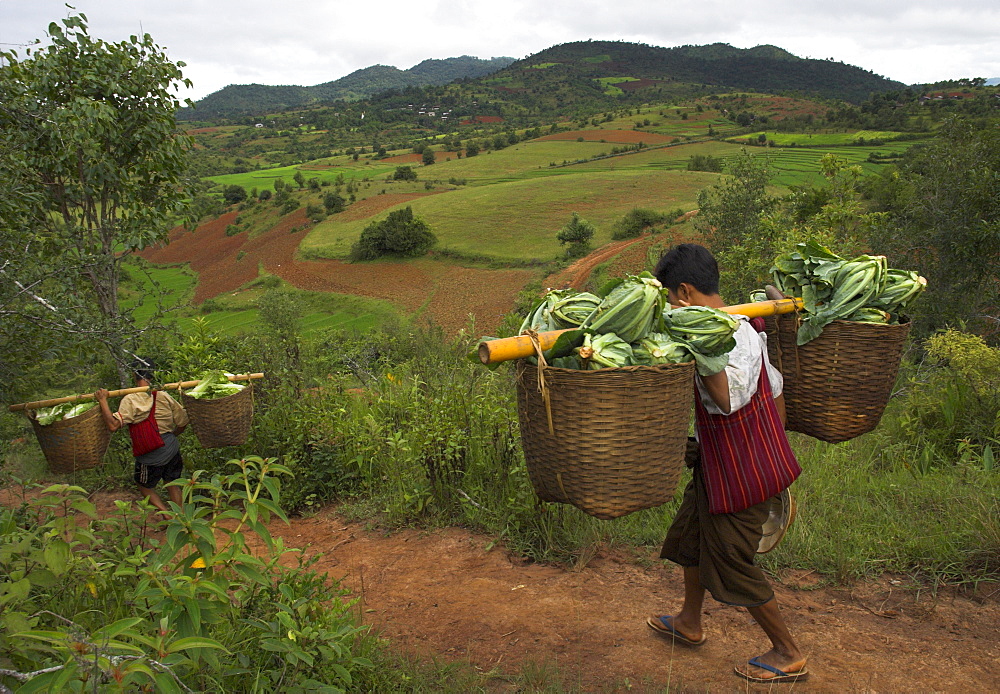 Two men carrying heavy loads on the way to local market, Shabin area, Shan State, Myanmar (Burma), Asia