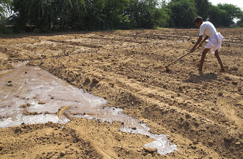 Farmer working in bare field, with flood irrigation, village of Borunda, Rajasthan state, India, Asia