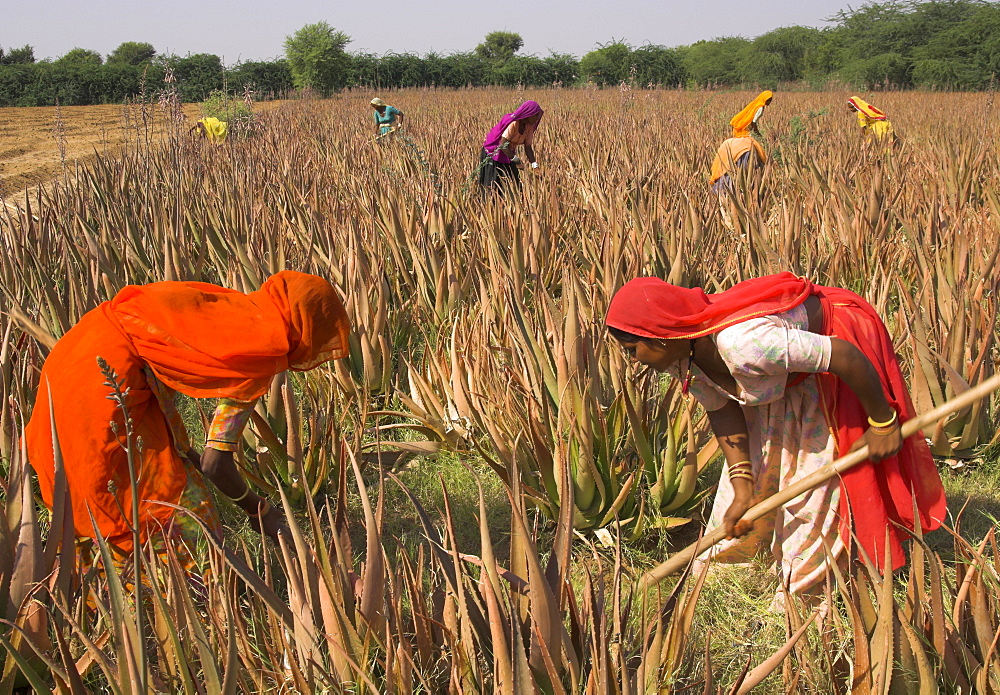 Women in colourful saris in a field of aloe vera preparing for flood irrigation, village of Borunda, Rajasthan state, India, Asia