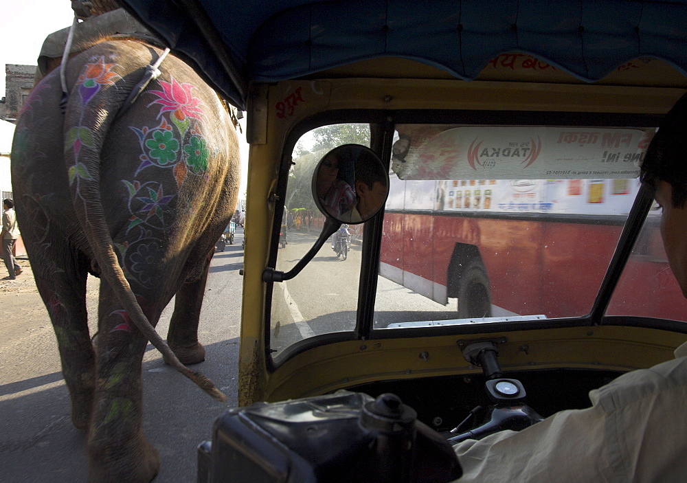 Elephant and bus on the road seen from a motor rickshaw, Jaipur, Rajasthan state, India, Asia