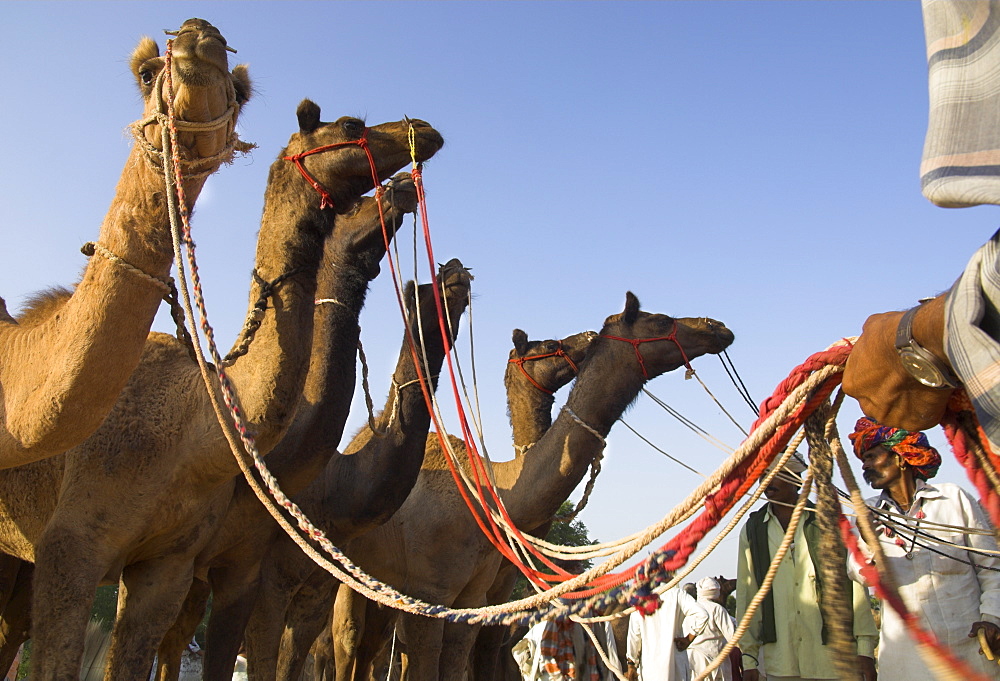 Camels at the Pushkar Mela, the camel and cattle fair for semi nomadic tribes, Pushkar, Rajasthan state, India, Asia