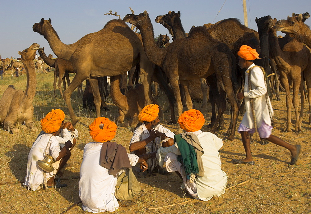 Men in bright turbans at huge camel and cattle fair for semi nomadic tribes, Pushkar Mela, Pushkar, Rajasthan state, India, Asia