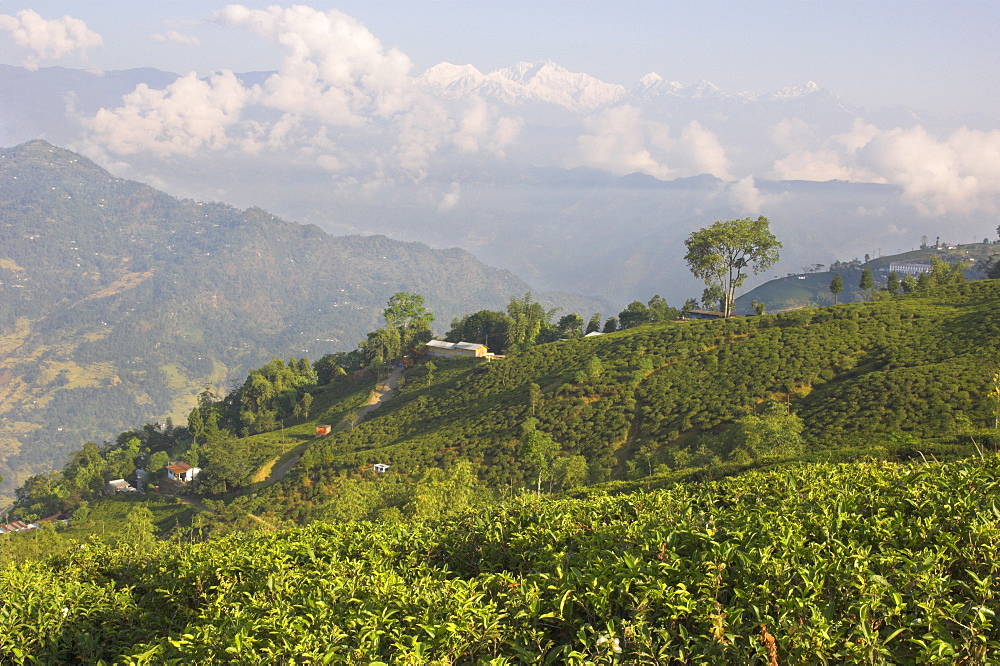 Singtom tea garden, snowy and cloudy Kandchengzonga peak in background, Darjeeling, West Bengal state, Himalayas, India, Asia