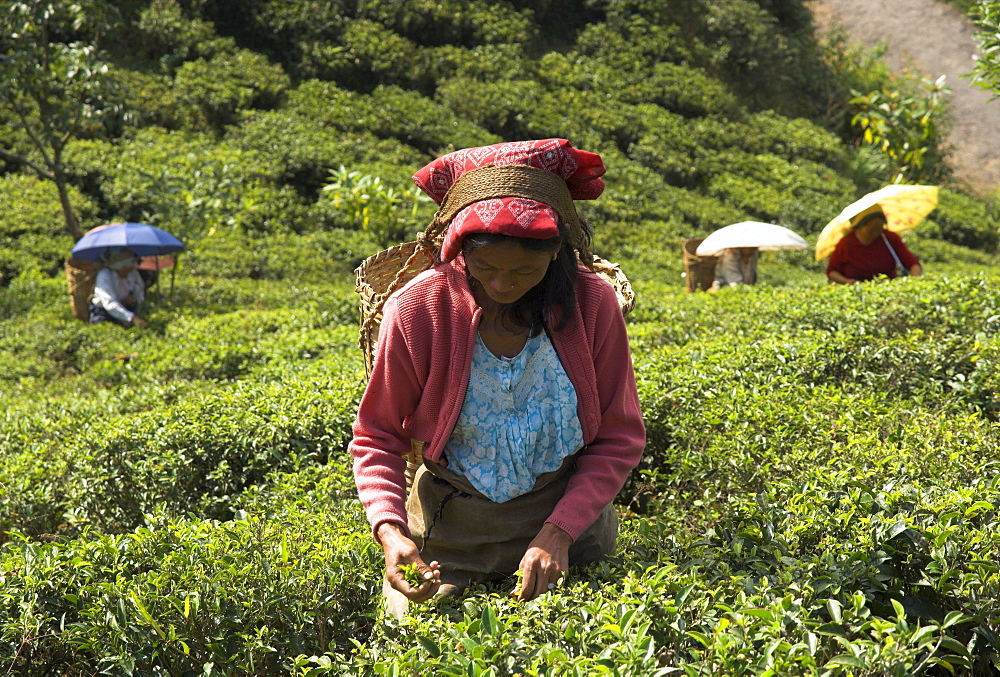 Women plucking tea at Singtom tea garden, Darjeeling, West Bengal state, India, Asia