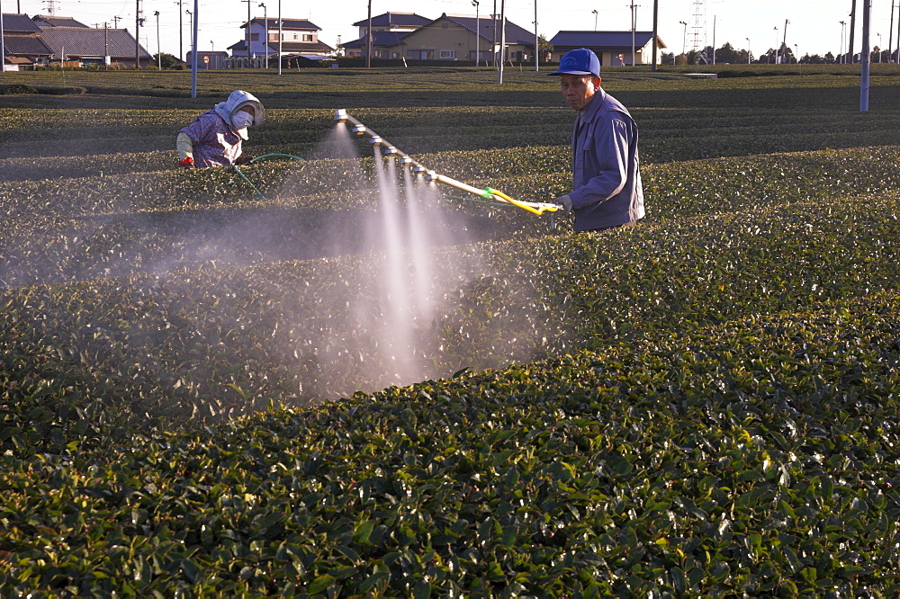 Workers spraying rows of tea shrubs on tea estate, Kanaya, Shizuoka area, Honshu, Japan, Asia