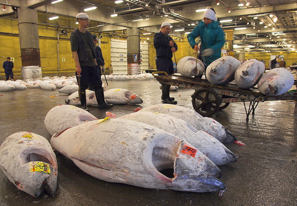 Workers loading frozen fish onto trolley at tuna auction, Tsukiji fish market, Tokyo, Honshu, Japan, Asia