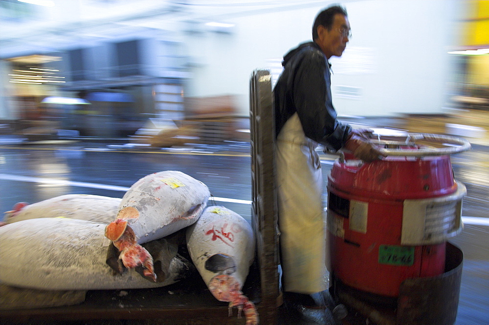 Worker driving motor trolley loaded with frozen fish for tuna auction, Tsukiji fish market, Tokyo, Honshu, Japan, Asia