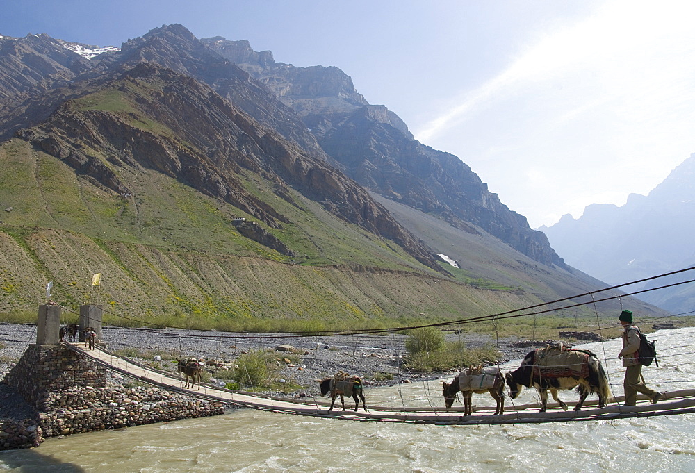 Donkeys, yak and man walking across a wooden suspended bridge over a river with mountains in background, Mud, Pin Valley, Spiti, Himachal Pradesh, India, Asia