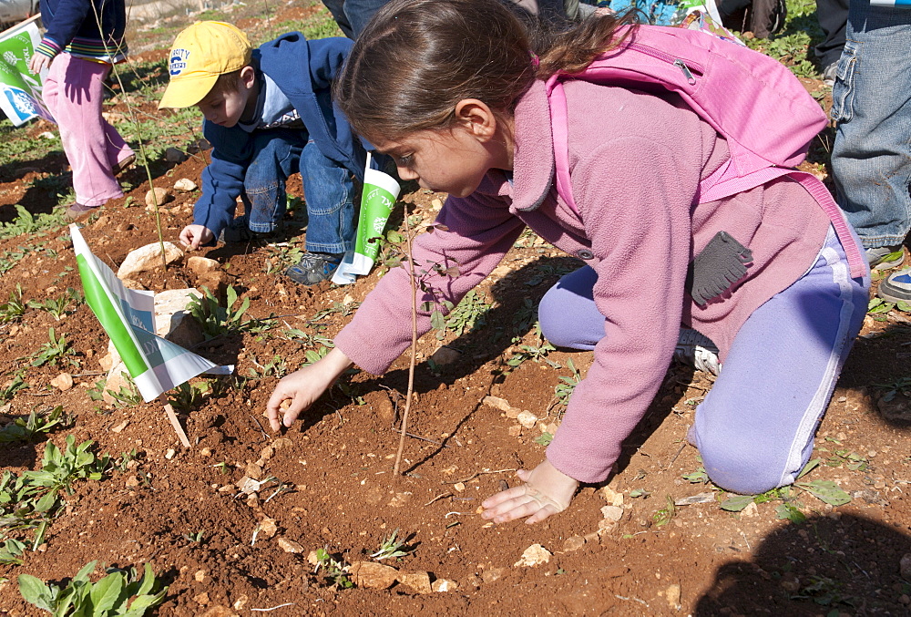 Tu Beshvat Jewish festival, tree planting event organized by the JNF in a Jerusalem park, Jerusalem, Israel, Middle East