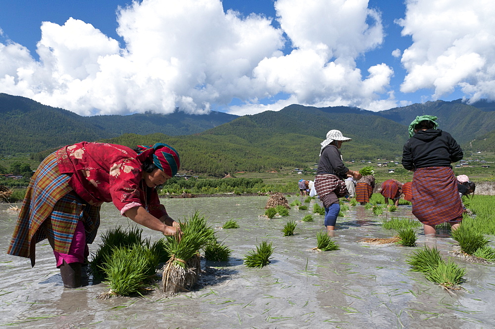 Female farmers transplanting rice shoots into rice paddies, Paro Valley, Bhutan, Asia