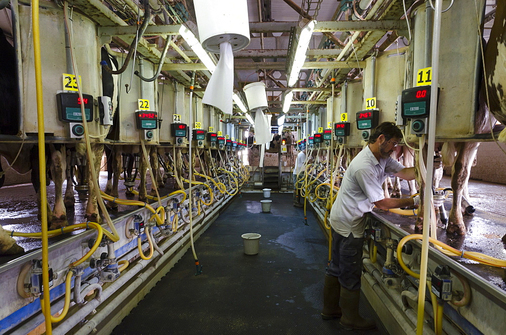 Milking Parlour, Automated Milking Institute, Samar kibbutz, Arava Valley, Israel, Middle East