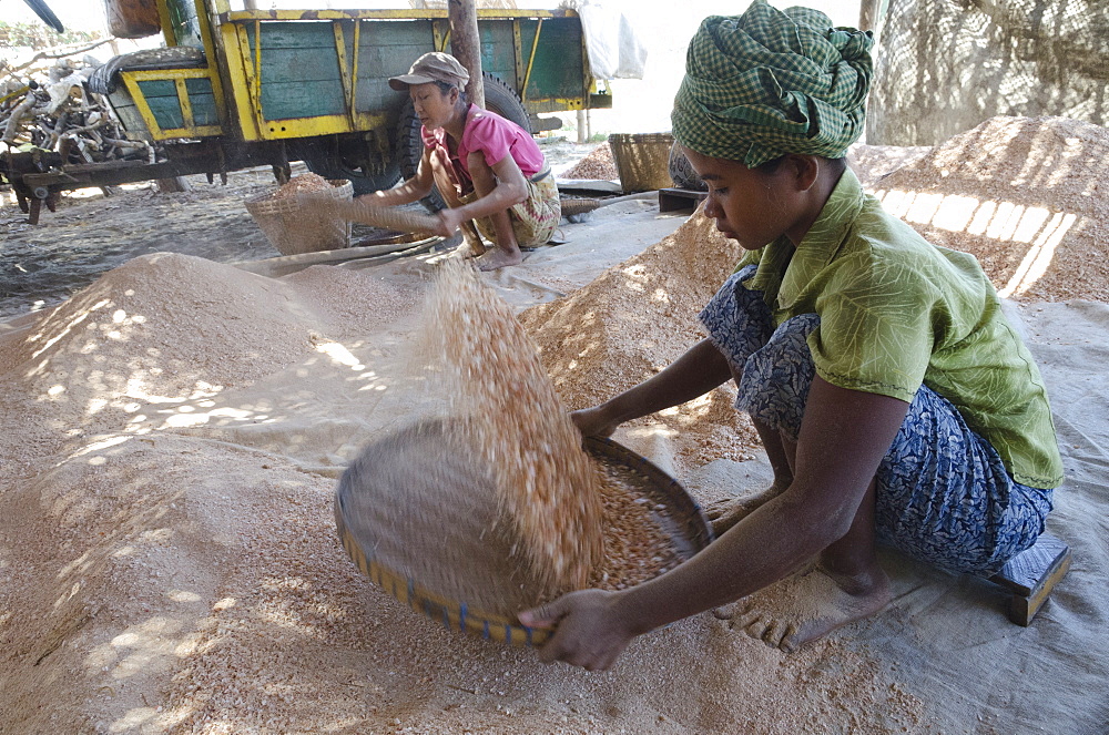 Production of shrimp powder in a fish farm, Irrawaddy Delta, Myanmar (Burma), Asia