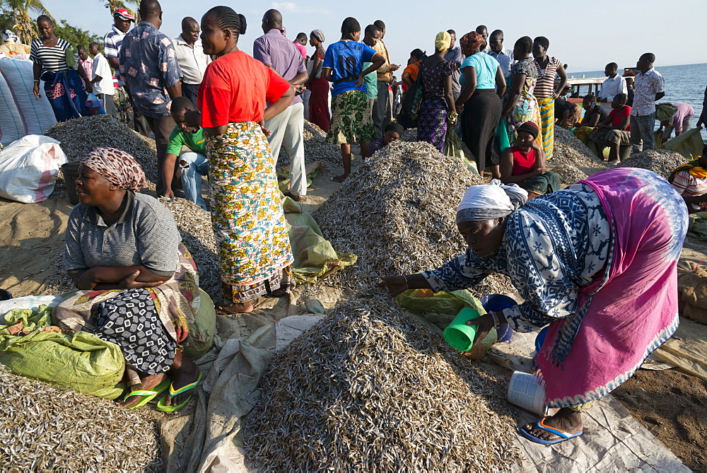 Fish market, Musoma, Lake Victoria, Tanzania, East Africa