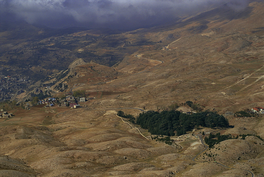 The last remaining Cedar forest, covering only a few hectares, Lebanon, Middle East