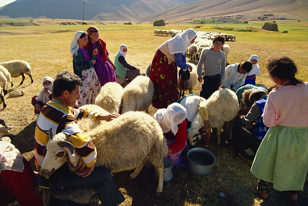 Milking sheep, Kurdistan, Anatolia, Turkey, Asia Minor, Eurasia