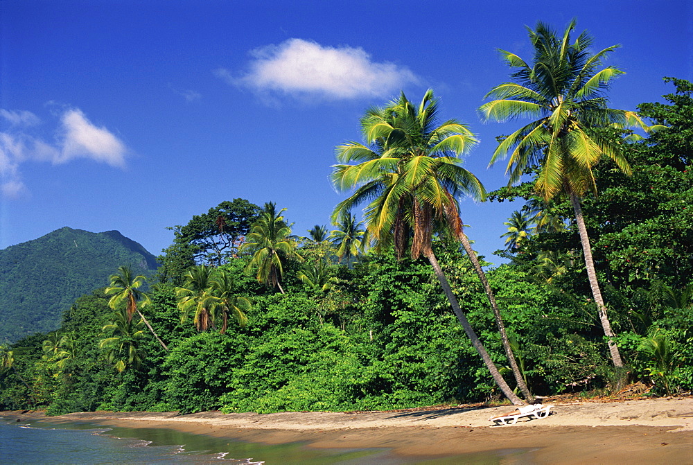 Palm lined beach, Dominica, West Indies, Caribbean, Central America