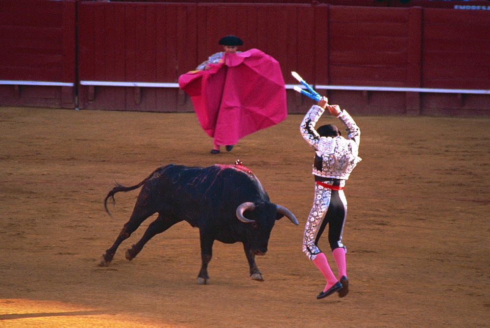 The banderillas sticks are placed in the bull's neck, bullfighting, Spain, Europe