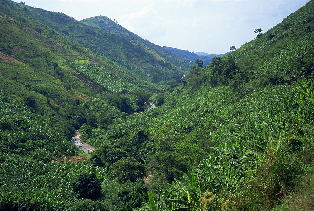 Banana crop in typical lush vegetation, Uganda, East Africa, Africa