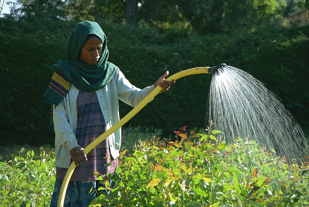 Woman watering crops, Mekele, Ethiopia, Africa