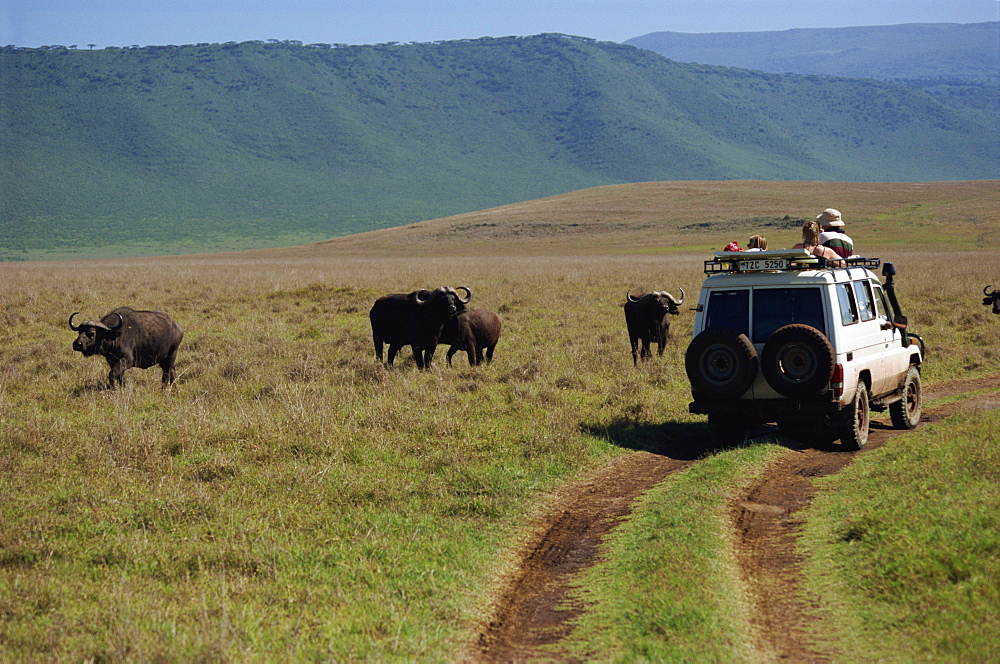 Tourists viewing buffalo from four wheel drive, Ngorongoro Crater, UNESCO World Heritage Site, Tanzania, East Africa, Africa