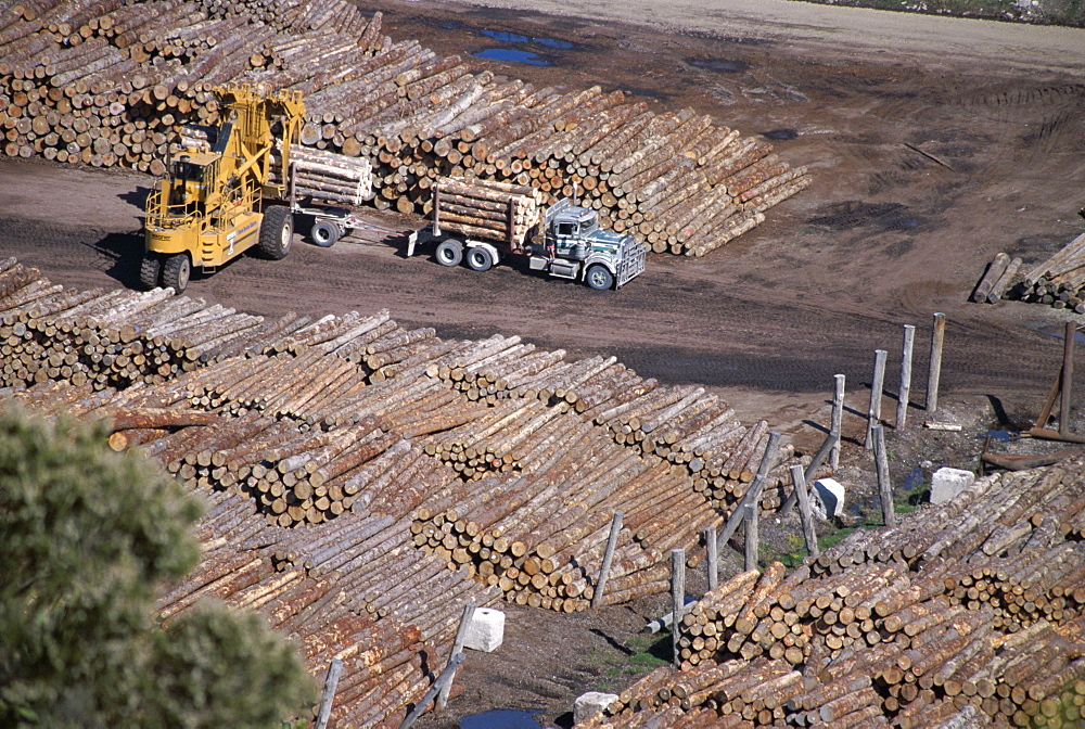 Logging plant at port, Gisborne, East Coast, North Island, New Zealand, Pacific