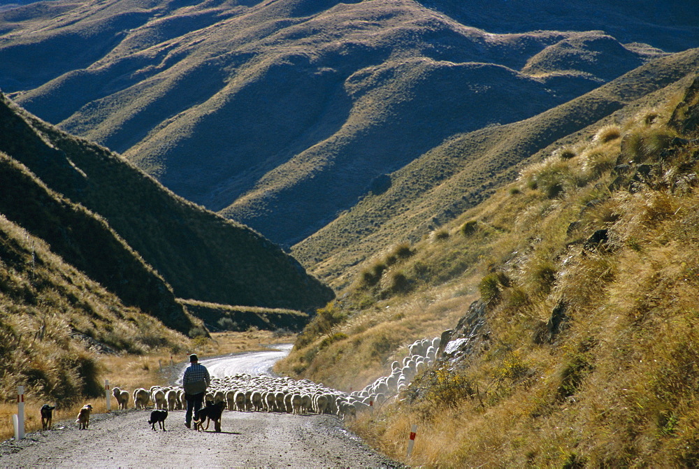 Shepherd herding flock of sheep through mountain pass, Glenorchy, South Island, New Zealand, Pacific