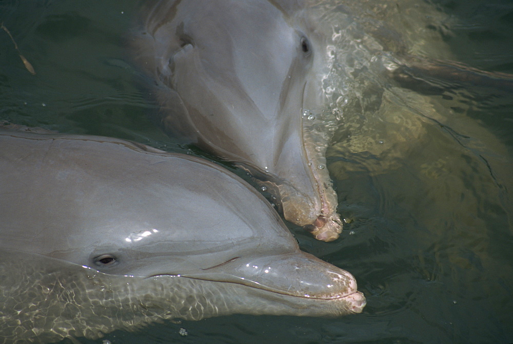 Close-up of bottlenose dolphins kissing