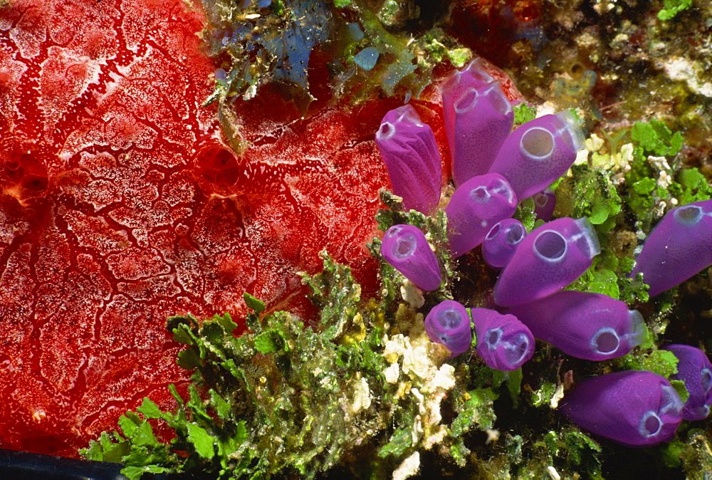 Colourful coral and sea plants, Honduras, Central America